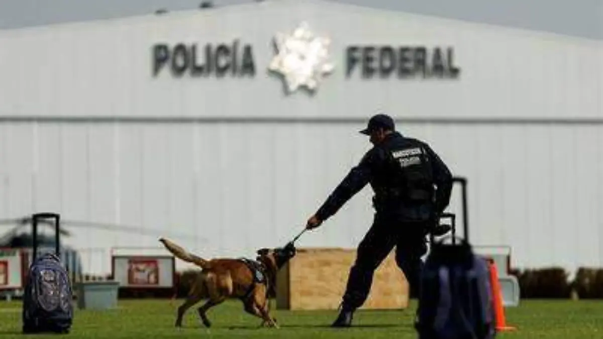 perritos policia federal unidad canina perros efe (5)